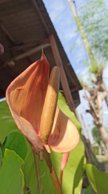 Caladium 'un Çarpıcı Güzelliği Doğal Işıkta Bırakıyor