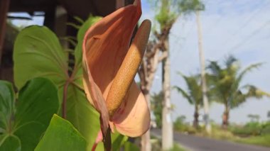 Caladium 'un Çarpıcı Güzelliği Doğal Işıkta Bırakıyor