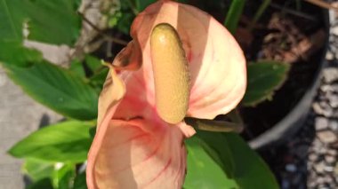 Caladium 'un Çarpıcı Güzelliği Doğal Işıkta Bırakıyor