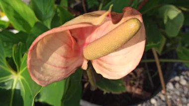 Caladium 'un Çarpıcı Güzelliği Doğal Işıkta Bırakıyor