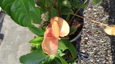 Caladium 'un Çarpıcı Güzelliği Doğal Işıkta Bırakıyor