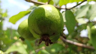Olgunlaşmamış guava meyveleri ağaçta asılı, yemyeşil ve sert, yemyeşil yapraklarla çevrili, tropikal bir bahçede ilk büyüme aşamalarını gösteriyor..