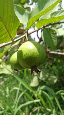 Olgunlaşmamış guava meyveleri ağaçta asılı, yemyeşil ve sert, yemyeşil yapraklarla çevrili, tropikal bir bahçede ilk büyüme aşamalarını gösteriyor..