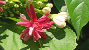Combretum indicum canlı kırmızı ve pembe boru çiçekleri, yeşil yapraklar üzerinde zarif bir şelale, tropikal ve egzotik bir bahçe sahnesi oluşturur.