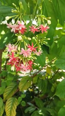 Combretum indicum canlı kırmızı ve pembe boru çiçekleri, yeşil yapraklar üzerinde zarif bir şelale, tropikal ve egzotik bir bahçe sahnesi oluşturur.