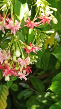 Combretum indicum canlı kırmızı ve pembe boru çiçekleri, yeşil yapraklar üzerinde zarif bir şelale, tropikal ve egzotik bir bahçe sahnesi oluşturur.