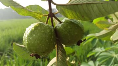 Taze guava meyveleri yeşil yaprakların üzerinde yağmur damlalarıyla parlıyor, canlı ve ferahlatıcı bir yağmur sonrası tropikal bahçe sahnesi yaratıyor..