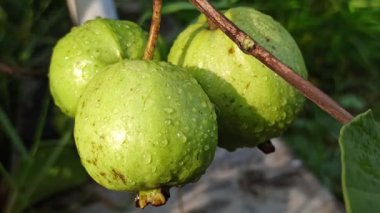 Taze guava meyveleri yeşil yaprakların üzerinde yağmur damlalarıyla parlıyor, canlı ve ferahlatıcı bir yağmur sonrası tropikal bahçe sahnesi yaratıyor..