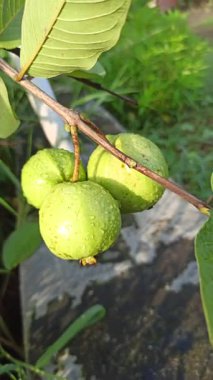 Taze guava meyveleri yeşil yaprakların üzerinde yağmur damlalarıyla parlıyor, canlı ve ferahlatıcı bir yağmur sonrası tropikal bahçe sahnesi yaratıyor..