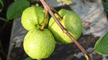 Taze guava meyveleri yeşil yaprakların üzerinde yağmur damlalarıyla parlıyor, canlı ve ferahlatıcı bir yağmur sonrası tropikal bahçe sahnesi yaratıyor..