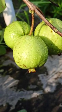 Taze guava meyveleri yeşil yaprakların üzerinde yağmur damlalarıyla parlıyor, canlı ve ferahlatıcı bir yağmur sonrası tropikal bahçe sahnesi yaratıyor..