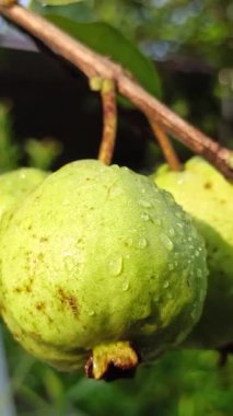 Taze guava meyveleri yeşil yaprakların üzerinde yağmur damlalarıyla parlıyor, canlı ve ferahlatıcı bir yağmur sonrası tropikal bahçe sahnesi yaratıyor..