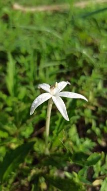 Narin beyaz tüp çiçekleri ve parlak yeşil yaprakları olan hipobroma longiflora, tropikal ve egzotik bir bahçe estetiği yaratır..