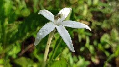 Narin beyaz tüp çiçekleri ve parlak yeşil yaprakları olan hipobroma longiflora, tropikal ve egzotik bir bahçe estetiği yaratır..