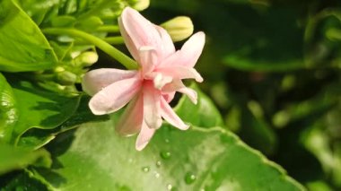 Combretum indicum canlı kırmızı ve pembe boru çiçekleri, yeşil yapraklar üzerinde zarif bir şelale, tropikal ve egzotik bir bahçe sahnesi oluşturur.