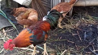 Köyün bahçesinde duran gururlu bir horoz, güneş ışığını yakalayan canlı tüyler, kırsal yaşamı ve geleneksel çiftlik cazibesini somutlaştıran.