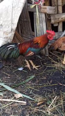 Köyün bahçesinde duran gururlu bir horoz, güneş ışığını yakalayan canlı tüyler, kırsal yaşamı ve geleneksel çiftlik cazibesini somutlaştıran.