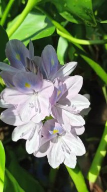 Su sümbülü, sakin gölet sularında zarifçe yüzen sarı aksanlı yumuşak mor taç yaprakları sergiliyor ve su manzaralarına güzellik katıyor.