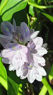 Su sümbülü, sakin gölet sularında zarifçe yüzen sarı aksanlı yumuşak mor taç yaprakları sergiliyor ve su manzaralarına güzellik katıyor.