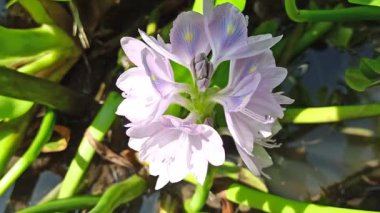Su sümbülü, sakin gölet sularında zarifçe yüzen sarı aksanlı yumuşak mor taç yaprakları sergiliyor ve su manzaralarına güzellik katıyor.