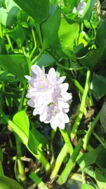 Su sümbülü, sakin gölet sularında zarifçe yüzen sarı aksanlı yumuşak mor taç yaprakları sergiliyor ve su manzaralarına güzellik katıyor.