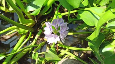 Su sümbülü, sakin gölet sularında zarifçe yüzen sarı aksanlı yumuşak mor taç yaprakları sergiliyor ve su manzaralarına güzellik katıyor.