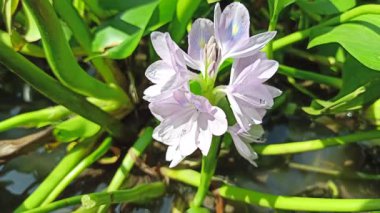 Su sümbülü, sakin gölet sularında zarifçe yüzen sarı aksanlı yumuşak mor taç yaprakları sergiliyor ve su manzaralarına güzellik katıyor.