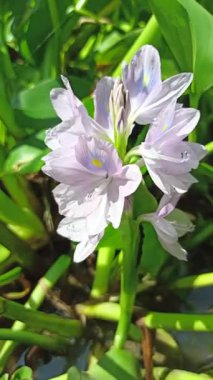 Su sümbülü, sakin gölet sularında zarifçe yüzen sarı aksanlı yumuşak mor taç yaprakları sergiliyor ve su manzaralarına güzellik katıyor.
