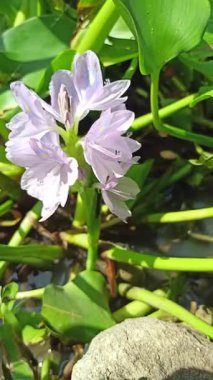 Su sümbülü, sakin gölet sularında zarifçe yüzen sarı aksanlı yumuşak mor taç yaprakları sergiliyor ve su manzaralarına güzellik katıyor.