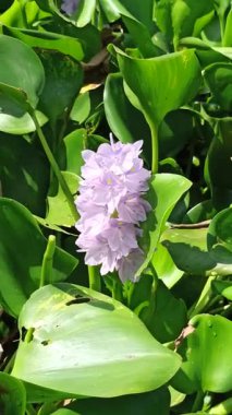 Su sümbülü, sakin gölet sularında zarifçe yüzen sarı aksanlı yumuşak mor taç yaprakları sergiliyor ve su manzaralarına güzellik katıyor.