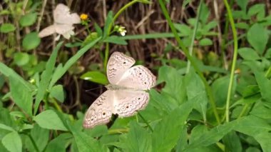 Bu canlı kelebek kanatlarında göz kamaştırıcı bir renk dizisi sergiliyor, zarafetle çırpınıyor ve herhangi bir bahçeye ya da doğal uzaya hayat veriyor.