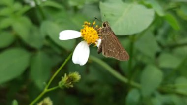 Skipper kelebekleri, kancalı antenleri, hızlı uçuşları ve genellikle kahverengi veya turuncu desenli kanatlarıyla bilinen küçük, hızlı uçan böceklerdir.