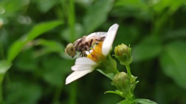 Narin bir papatya çiçeğinin üzerine tünemiş siyah-beyaz bir sinek, böcek detaylarını vurguluyor ve yumuşak beyaz taç yaprakları ile sarı merkezdeki kontrastı.