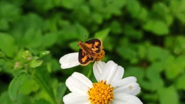 Potanthus Omaha, canlı bir Skipper Kelebeği, hızlı uçuşu ve tropikal yaşam alanlarında kahverengi işaretli parlak sarı kanatlarıyla tanınır.