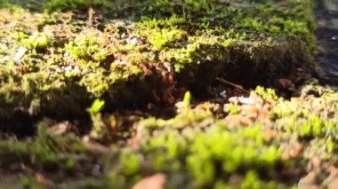 Yosun kaplı kaldırım taşları üzerinde sürünen küçük kırmızı karıncalar canlı böcekler ve yeşil desenli yüzey arasında canlı bir kontrast oluşturuyor..