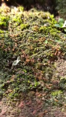 Yosun kaplı kaldırım taşları üzerinde sürünen küçük kırmızı karıncalar canlı böcekler ve yeşil desenli yüzey arasında canlı bir kontrast oluşturuyor..