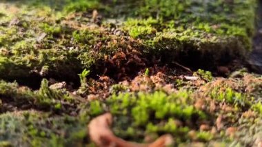 Yosun kaplı kaldırım taşları üzerinde sürünen küçük kırmızı karıncalar canlı böcekler ve yeşil desenli yüzey arasında canlı bir kontrast oluşturuyor..