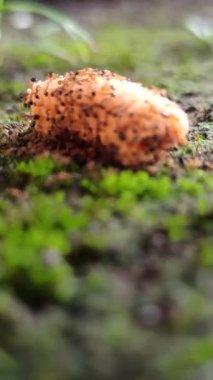 Bir grup kırmızı karınca yere düşen bir aperatifin etrafını sarar. Kokusundan etkilenir ve parçaları taşımak için birlikte çalışırlar.