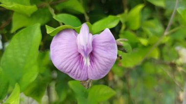 Mor bezelye çiçekleri, doğal güzellikleri, bitkisel faydaları ve çarpıcı menekşe renkleri ile ödüllendirilen canlı yapraklarla çiçek açarlar.