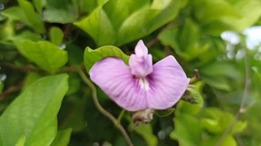 Mor bezelye çiçekleri, doğal güzellikleri, bitkisel faydaları ve çarpıcı menekşe renkleri ile ödüllendirilen canlı yapraklarla çiçek açarlar.