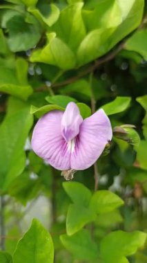 Mor bezelye çiçekleri, doğal güzellikleri, bitkisel faydaları ve çarpıcı menekşe renkleri ile ödüllendirilen canlı yapraklarla çiçek açarlar.