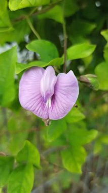 Mor bezelye çiçekleri, doğal güzellikleri, bitkisel faydaları ve çarpıcı menekşe renkleri ile ödüllendirilen canlı yapraklarla çiçek açarlar.