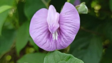 Mor bezelye çiçekleri, doğal güzellikleri, bitkisel faydaları ve çarpıcı menekşe renkleri ile ödüllendirilen canlı yapraklarla çiçek açarlar.