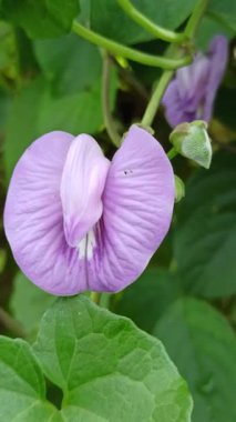 Mor bezelye çiçekleri, doğal güzellikleri, bitkisel faydaları ve çarpıcı menekşe renkleri ile ödüllendirilen canlı yapraklarla çiçek açarlar.
