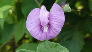 Mor bezelye çiçekleri, doğal güzellikleri, bitkisel faydaları ve çarpıcı menekşe renkleri ile ödüllendirilen canlı yapraklarla çiçek açarlar.