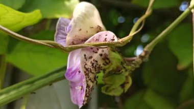 Mor bezelye çiçekleri, doğal güzellikleri, bitkisel faydaları ve çarpıcı menekşe renkleri ile ödüllendirilen canlı yapraklarla çiçek açarlar.