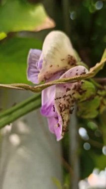 Mor bezelye çiçekleri, doğal güzellikleri, bitkisel faydaları ve çarpıcı menekşe renkleri ile ödüllendirilen canlı yapraklarla çiçek açarlar.