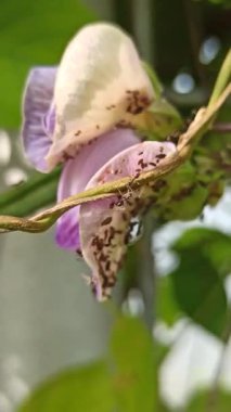 Mor bezelye çiçekleri, doğal güzellikleri, bitkisel faydaları ve çarpıcı menekşe renkleri ile ödüllendirilen canlı yapraklarla çiçek açarlar.