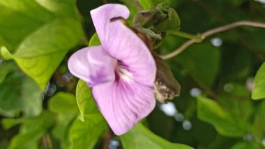 Mor bezelye çiçekleri, doğal güzellikleri, bitkisel faydaları ve çarpıcı menekşe renkleri ile ödüllendirilen canlı yapraklarla çiçek açarlar.