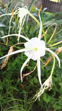Narin beyaz nilüfer çiçekleri, tropikal bahçeler ve doğal manzaralarda egzotik güzellik ve zarafet sergiliyor.